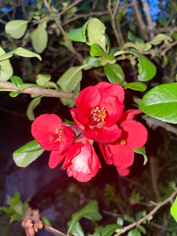 Flowering Japanese Quince Cuttings for Rooting QTY 22 68in Etsy