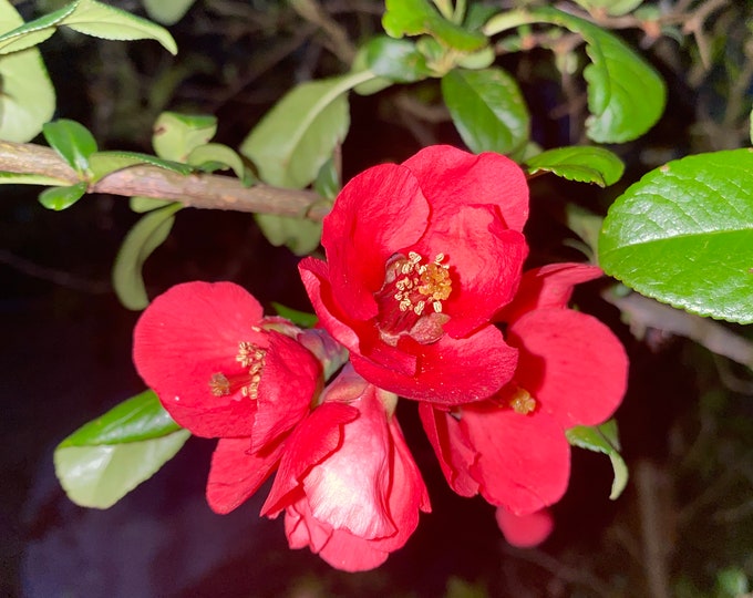 Flowering Japanese Quince Cuttings for Rooting QTY 22 68in Etsy