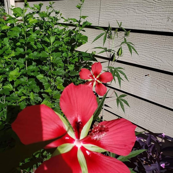 15 Great Red Hibiscus flower Seeds Hibiscus coccineus, hardy perennial