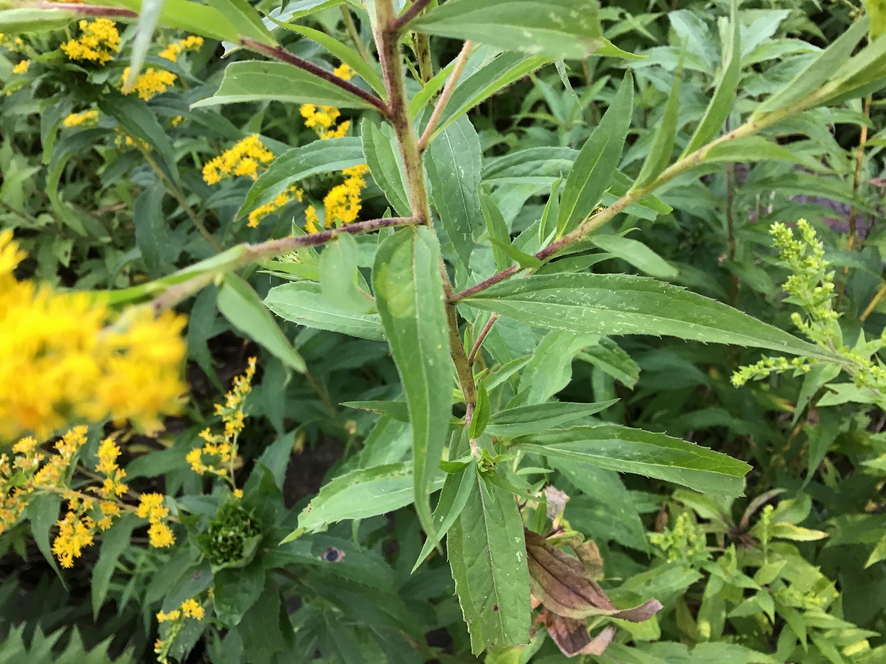 Canada Goldenrod 100 800 Seeds Solidago Canadensis Tall Etsy Ireland