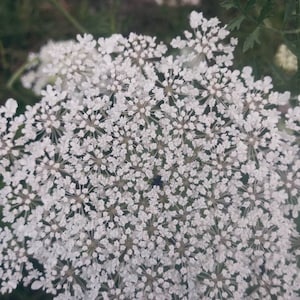 100 - 300 Wild Carrot Seeds /  Caucus carota Queen Anne’s lace, Bishop’s lace, Birds’s nest