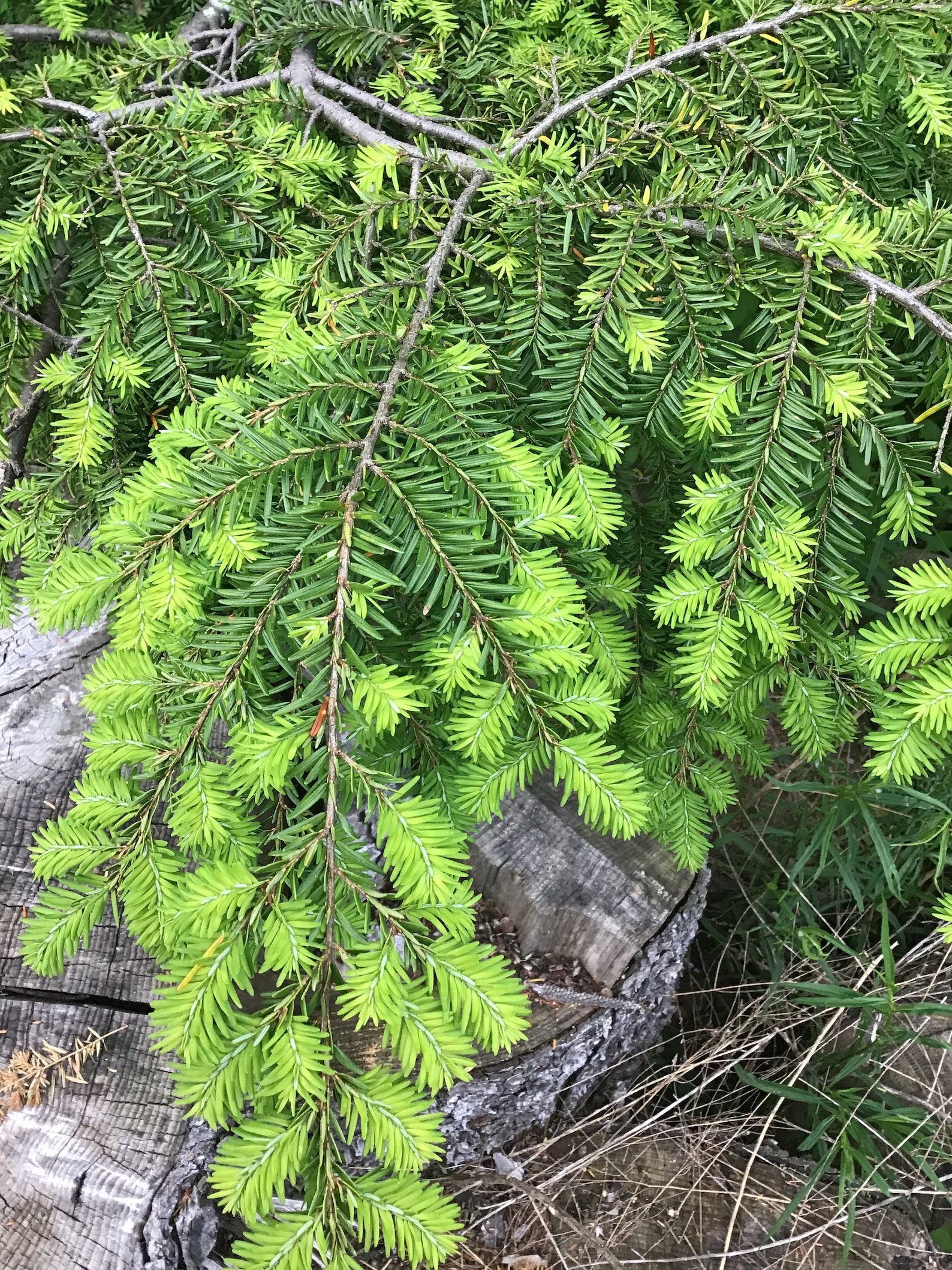 Eastern Hemlock Evergreen Tree seeds Tsuga canadensis 20 Etsy