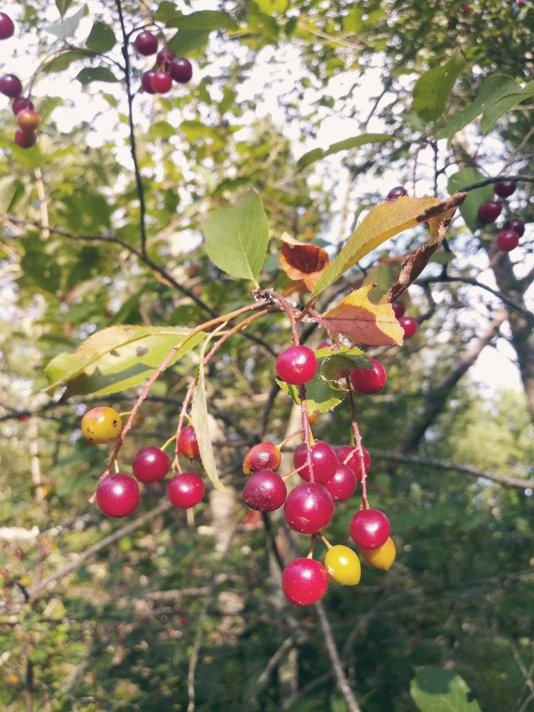 10 Common Choke Cherry Seeds / Prunus virginiana Etsy