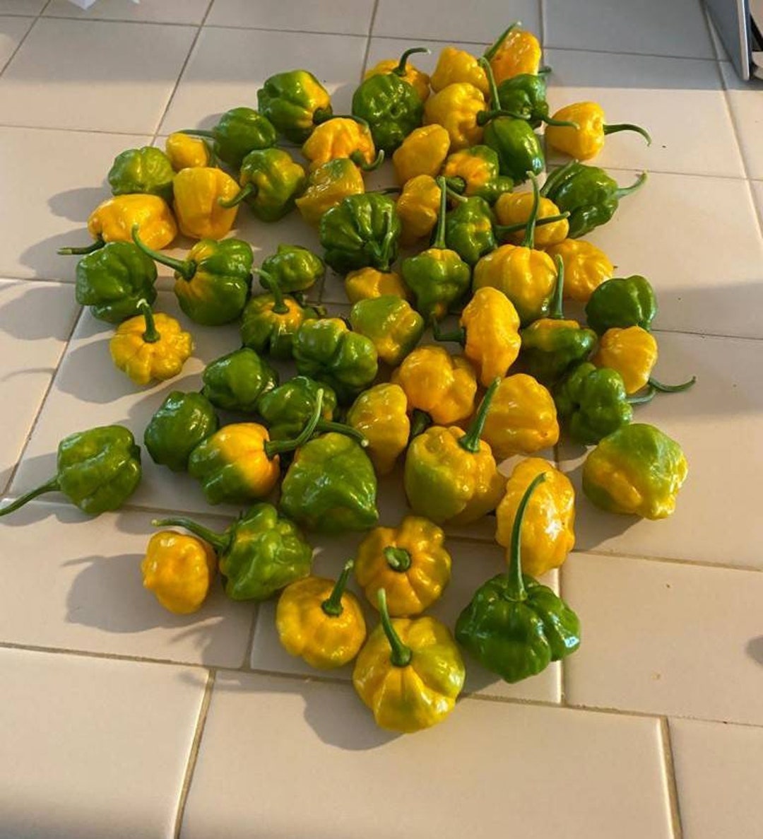 Jamaican Scotch Hot Pepper 20 Seeds Culinary Herb Etsy