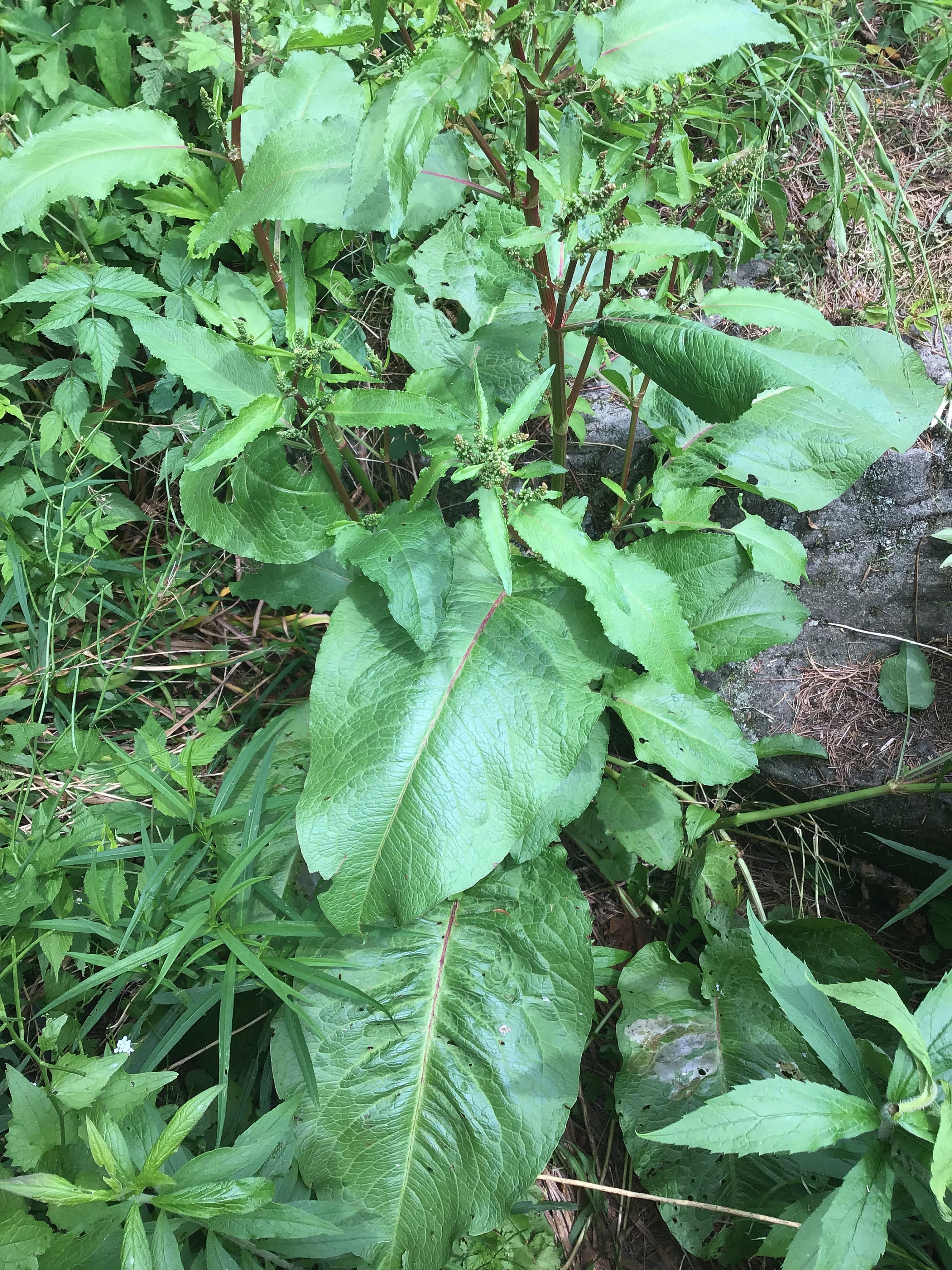 100 Bitter Dock Seeds Broadleaved Dock Bluntleaved Dock Etsy