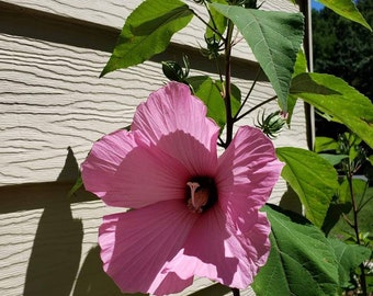 15 Hibiscus moscheutos, Pink Hibiscus, crimsoneyed rose-mallow seeds ornamental plant, cold hardy