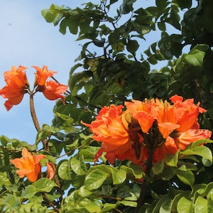 African tulip tree photo