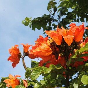 African tulip tree photo