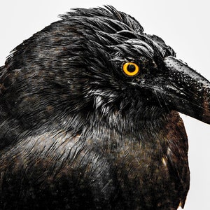 Black Currawong - Digital Download
