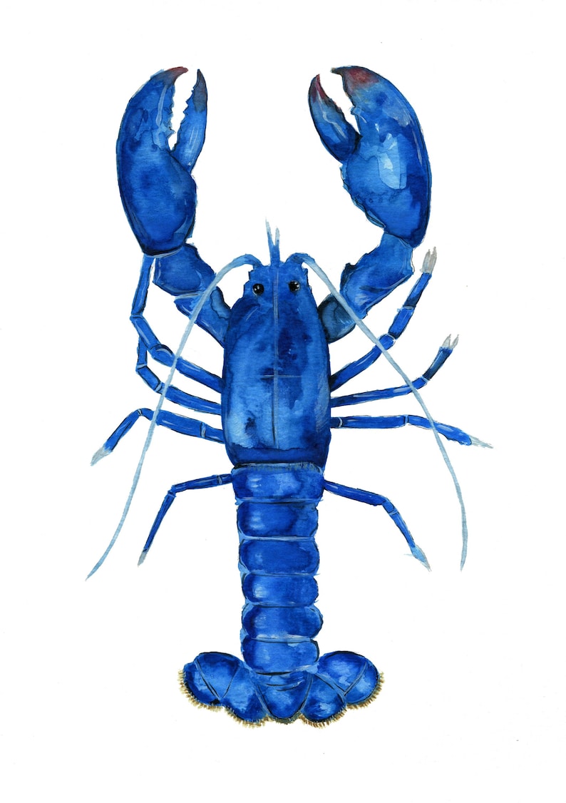 May include: A watercolor painting of a blue lobster with its claws raised. The lobster is painted in a realistic style, with details such as the segmented body and the antennae.