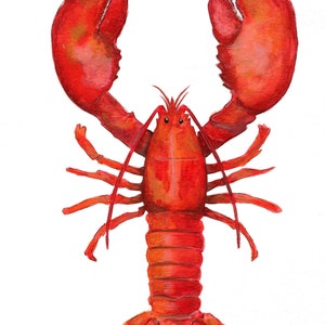 May include: A red lobster with its claws raised, painted in a watercolor style.