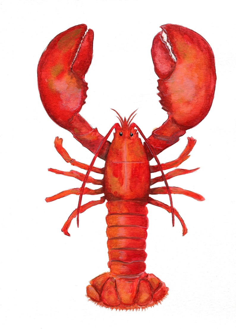 May include: A red lobster with its claws raised, painted in a watercolor style.