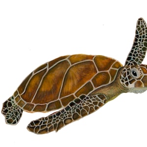 May include: A watercolor painting of a sea turtle swimming with its head turned to the side. The turtle has a brown shell with a green underbelly and is swimming in clear water.