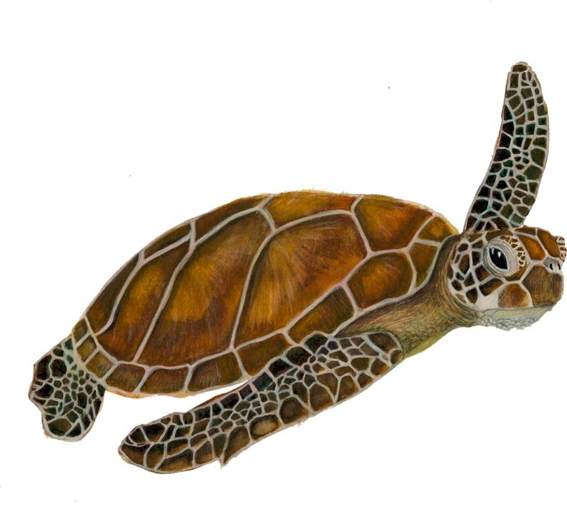 May include: A watercolor painting of a sea turtle swimming with its head turned to the side. The turtle has a brown shell with a green underbelly and is swimming in clear water.