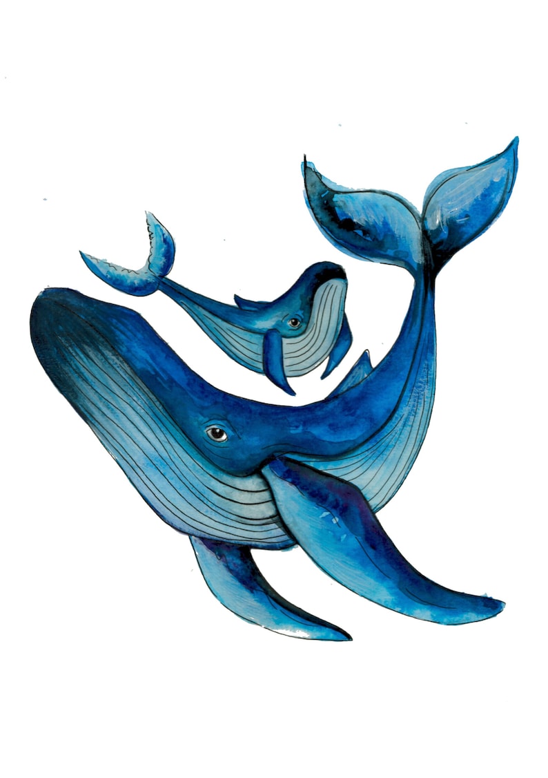 May include: A watercolor painting of a blue whale and a smaller blue whale calf swimming together. The whales are painted in shades of blue and gray, with white highlights.