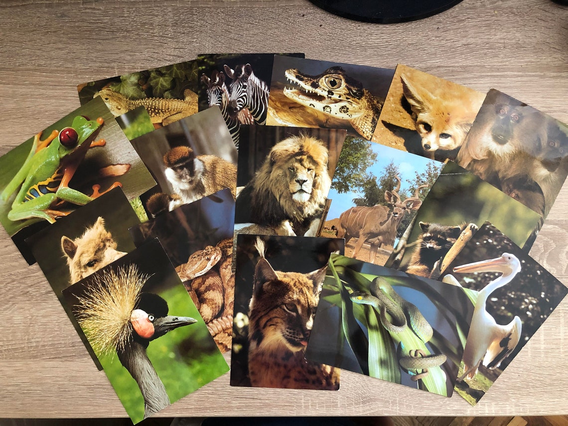 Vintage postcards set of 17 large animal postcards. Prague | Etsy