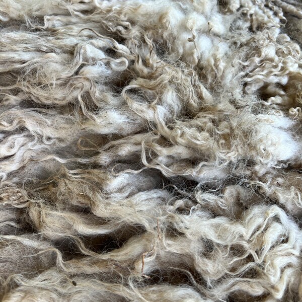 Shetland Sheep Ewe entire raw fleece #24