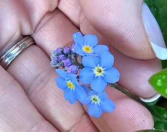 Beautiful Forget me nots