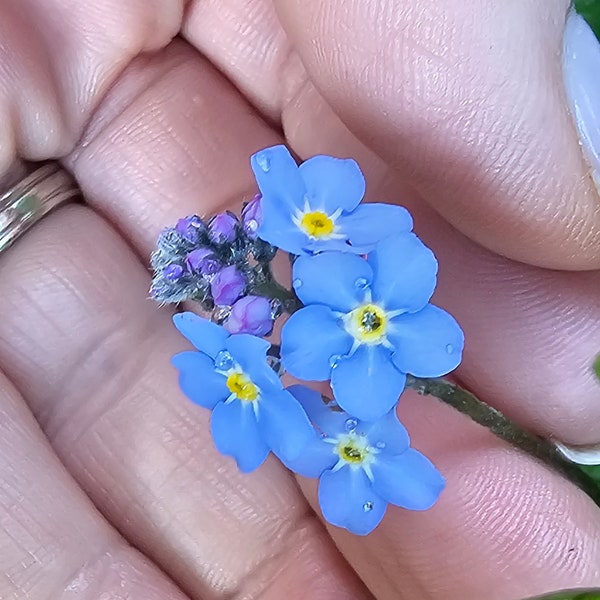 Beautiful Forget me nots