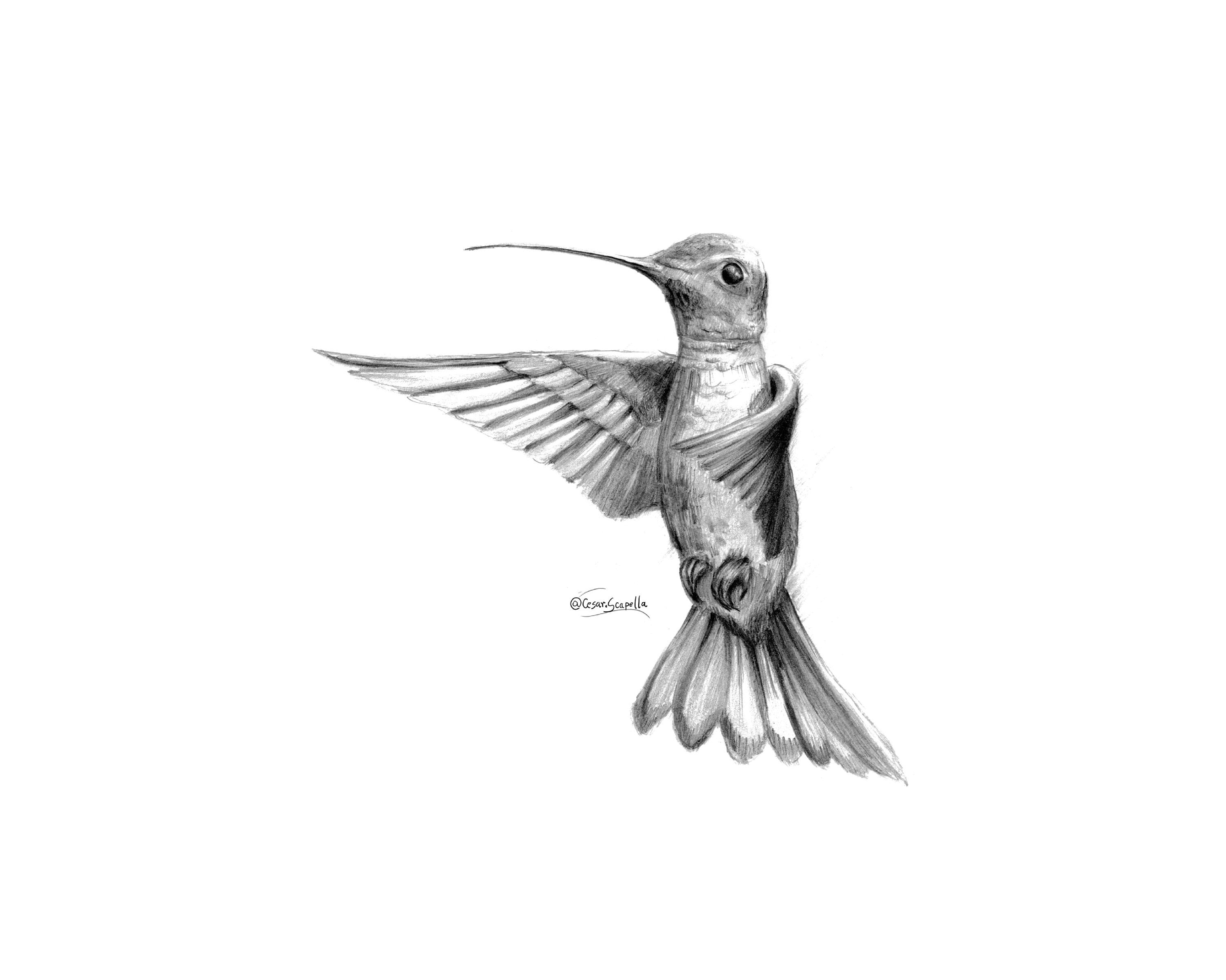 How To Draw A Hummingbird With Flower  Creative Drawing  YouTube
