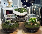 DIY Moss Terrarium (Small)