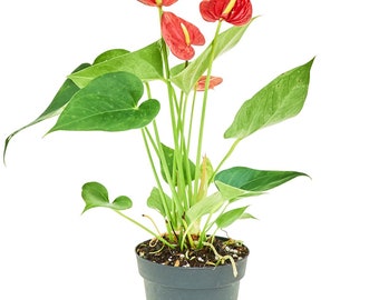 Anthurium 'Red Flamingo', Small