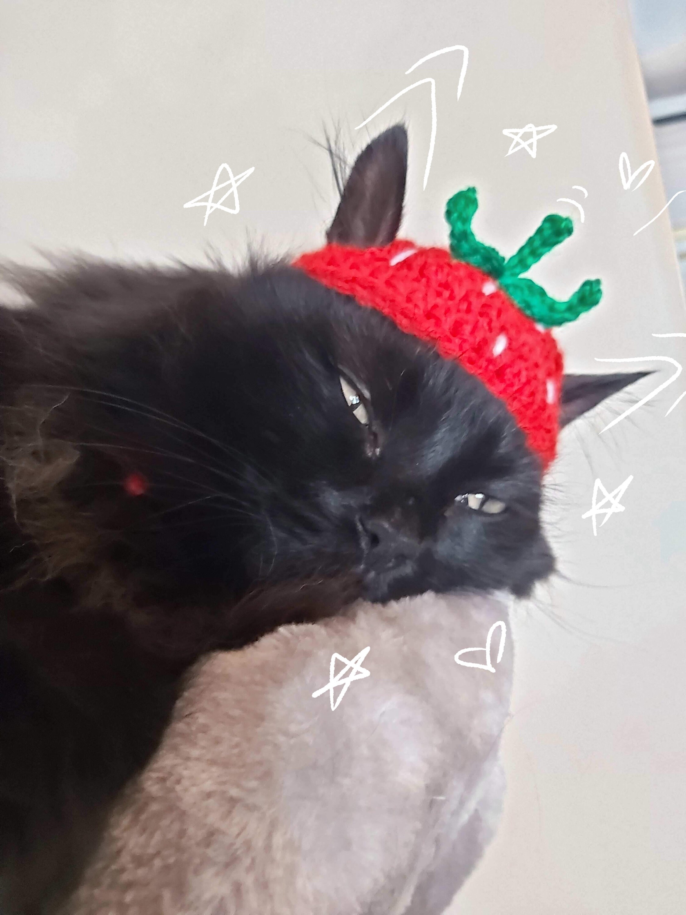 Crochet Strawberry Cat Hat Etsy