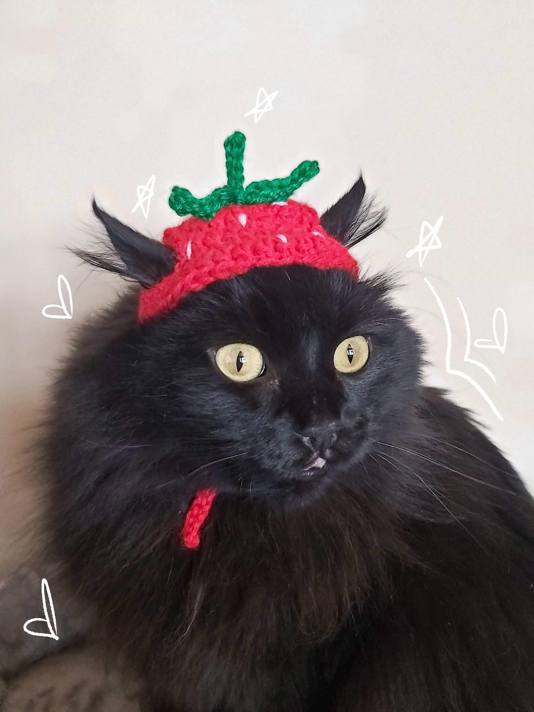 Crochet Strawberry Cat Hat Etsy