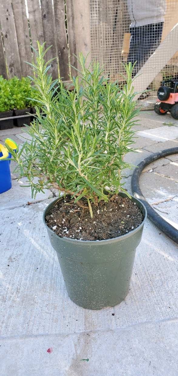 Large Rosemary Live Herb / Plant 6 inch pot Etsy