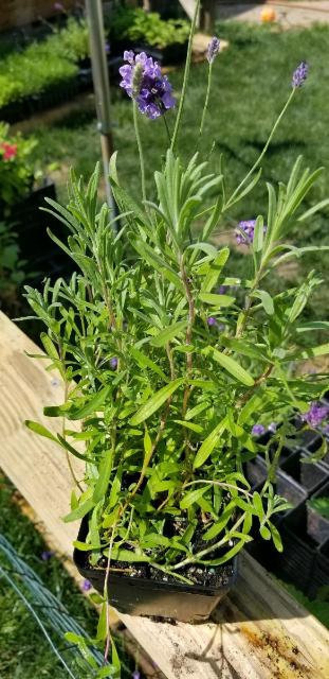 Bloomed Lavender Live Plant / Cooking Fragrant Herb in 3