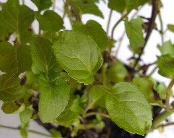 1 Spearmint Mint Live plant / Herb