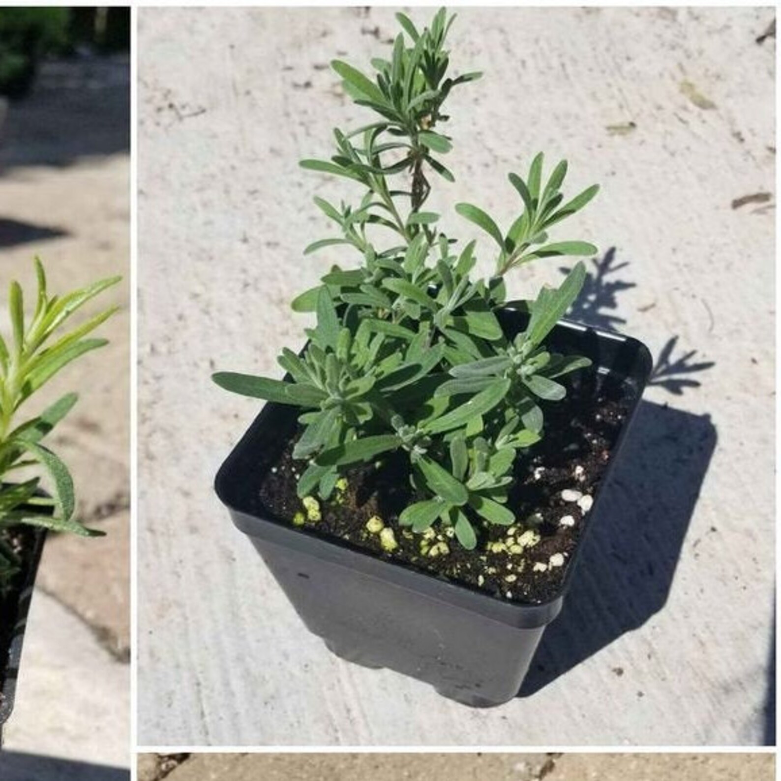 Bloomed Lavender Live Plant / Cooking Fragrant Herb in 3