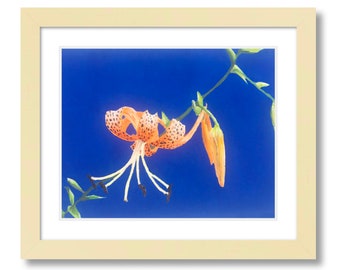 Tiger Lily Painting / Arte floreale della parete / Inchiostro a guazzo e acquerello