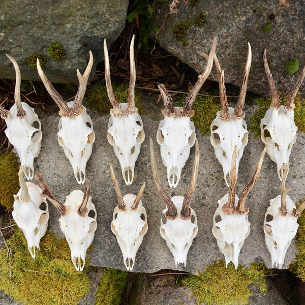 RANDOM SKULL!! Perfect White Real European Roe Deer skull with antler present decor for carving rune present