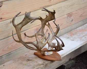 MONSTER reindeer! Real European Reindeer antlers (Rangifer tarandus) Perfect Christmas present - Small skull