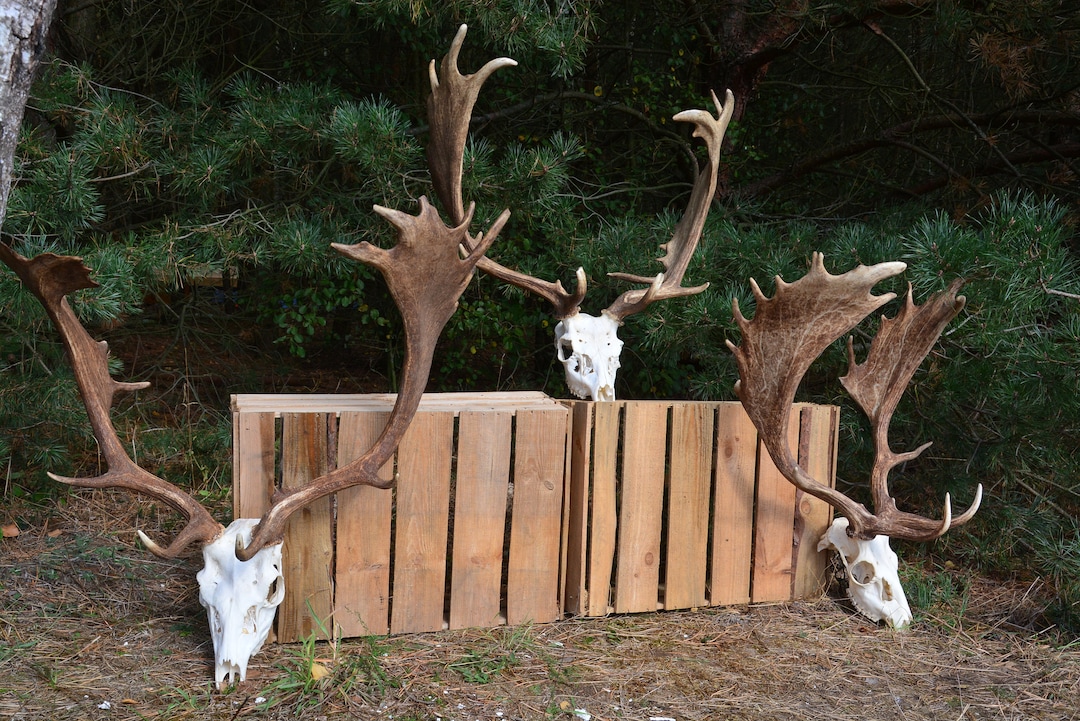 Fallow Deer Skull From Central Europe Fallow Deer dama Dama Unique Mount Trophy Medal Perfect