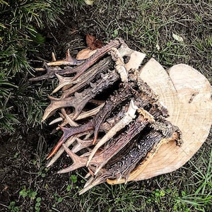 Rehgeweih, Europäisches Reh, *Im Wald gefunden*, ZUFÄLLIGES einzelnes Geweih, Geschenk, Naturliebhaber