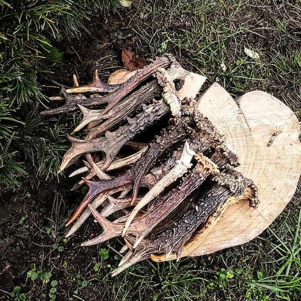 Rehgeweih! Europäisches Reh *im Wald gefunden* | ZUFÄLLIGES einzelnes Geweih | gegenwärtig