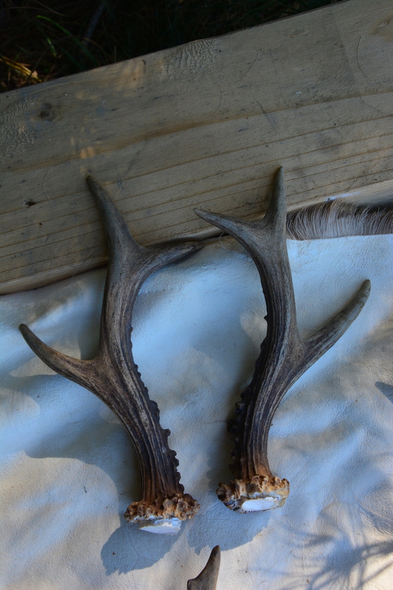 RANDOM corno di capriolo Corna di capriolo europeo regalo perfetto per la casa intaglio naturale del teschio da masticare Set PAIR per la salute del cane presente 3