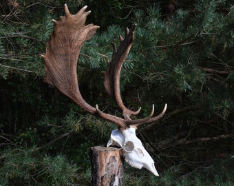 HUGE fall deer skull | From central Europe Fallow Deer (Dama dama) Unique mount | Trophae Medal | Perfect wall decoration Self-assembly kit