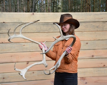 Santa's reindeer! Real European Reindeer antlers (Rangifer tarandus) Perfect Christmas present - HUGE pair