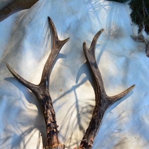 RANDOM corno di capriolo Corna di capriolo europeo regalo perfetto per la casa intaglio naturale del teschio da masticare Set PAIR per la salute del cane presente 4