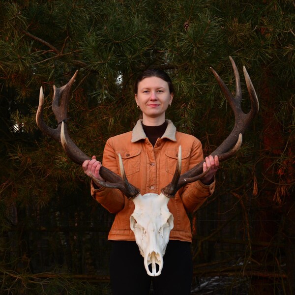 European Red deer skull, SET, Pair of Red deer, antler stag, European red deer, UNIQUE antlers, Mounting possible, present, skull carving
