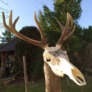 Beautiful unique real red deer skull, trophy with antlers, hand painted butterfly on the skull, Paranasius Apollo, perfect home decor