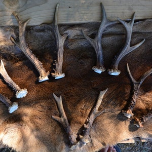 RANDOM corno di capriolo Corna di capriolo europeo regalo perfetto per la casa intaglio naturale del teschio da masticare Set PAIR per la salute del cane presente immagine 1