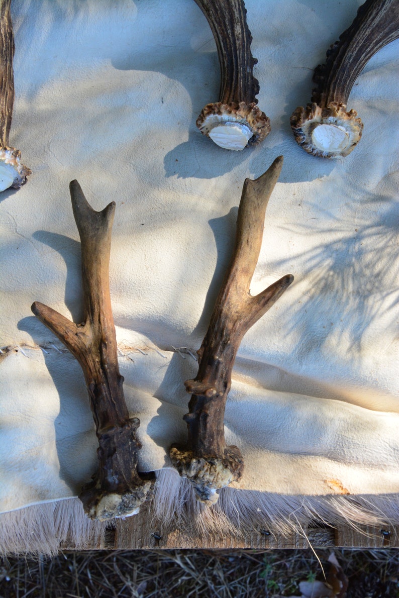 RANDOM corno di capriolo Corna di capriolo europeo regalo perfetto per la casa intaglio naturale del teschio da masticare Set PAIR per la salute del cane presente 5