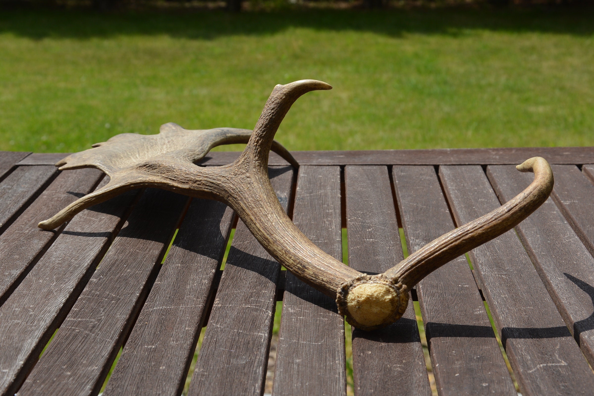 Fallow deer antler real deer shed NATURAL antler carving home Etsy