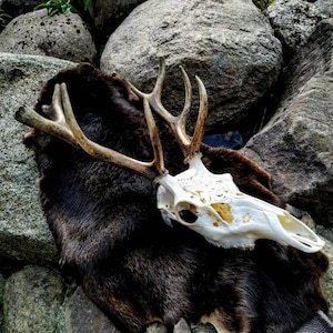 Carved deer skull, Real red deer skull, beautiful antlers, home decor, vintage gift her, friend, rare unique, real skull carving