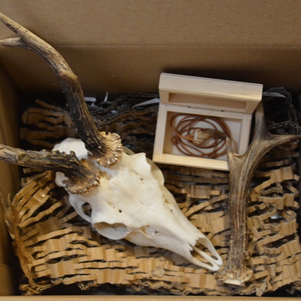 Set for skull lovers animal nature lovers| Skull antler and antler necklace on leather strap| present set