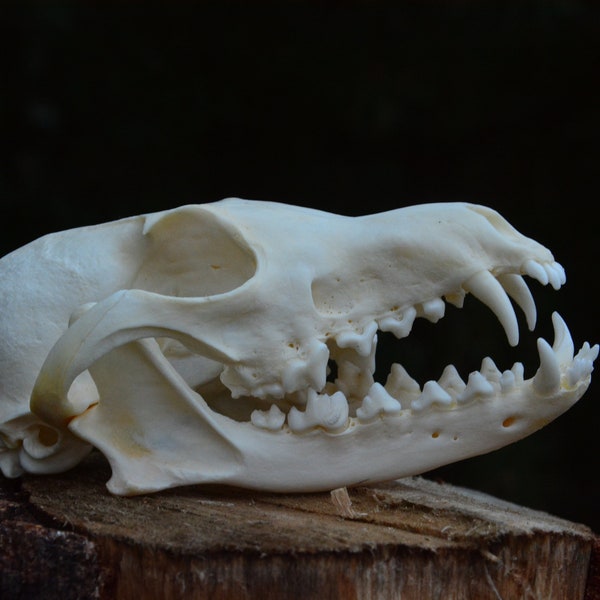 FOX SKULL (Vulpes vulpes) | Real european fox - complete skull